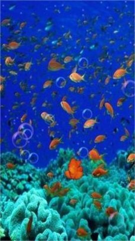 3d海底世界动态屏保（3D海底世界动态壁纸）